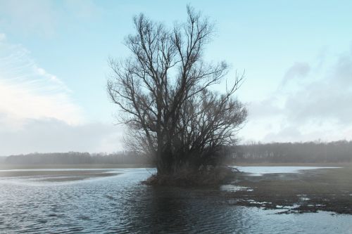 tree lake landscape