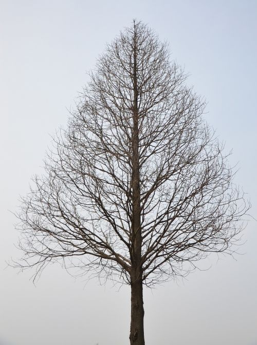 tree withered branch