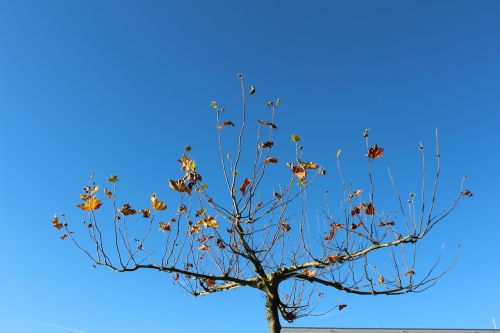 tree sky autumn