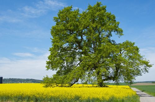 tree spring oilseed rape