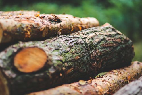 tree bark wood