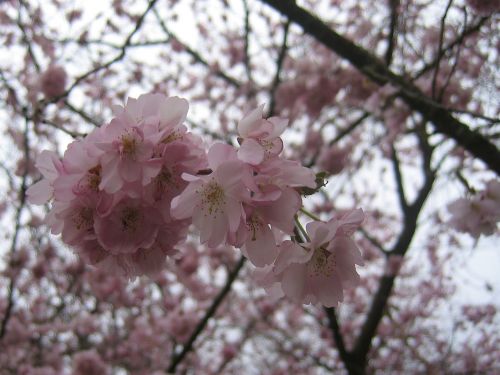 tree blossom bloom