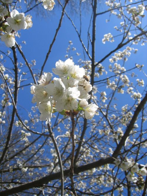 tree blossom bloom