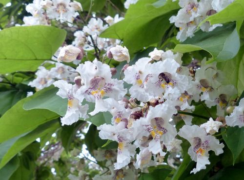 tree catalpa blossom