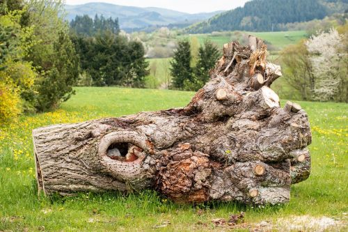 tree log eifel