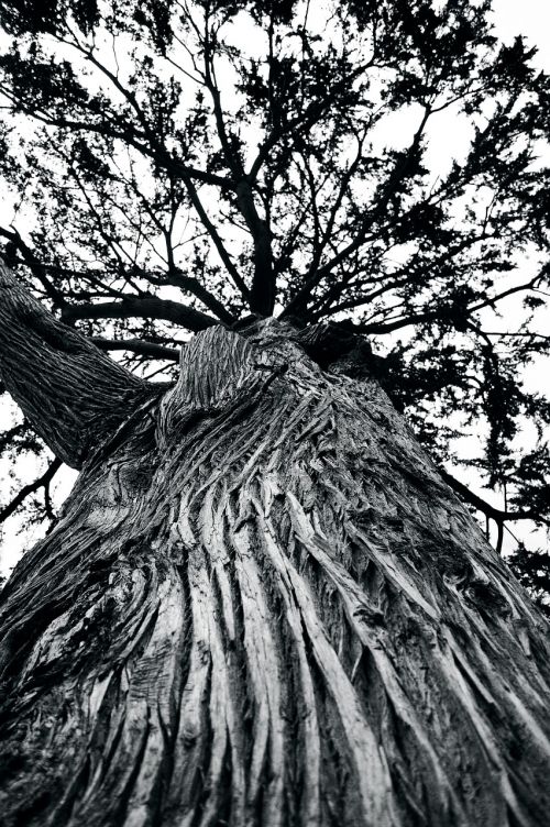 tree large nature