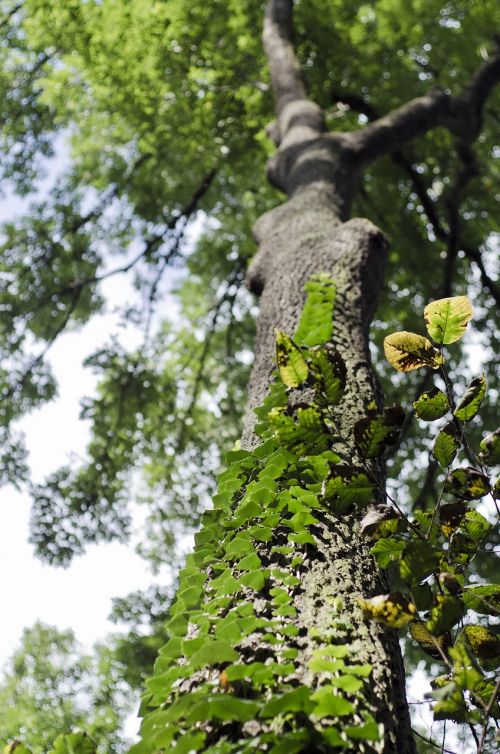 tree ivy log