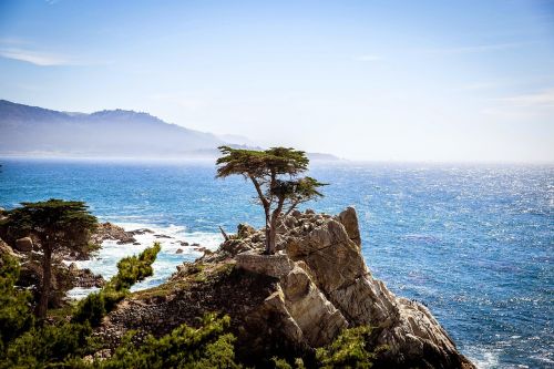 tree cliff rock