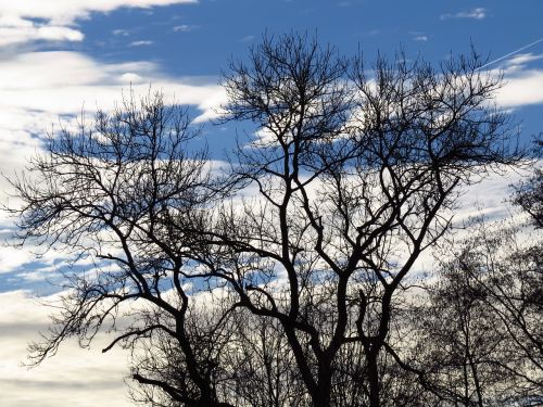 tree gnarled aesthetic