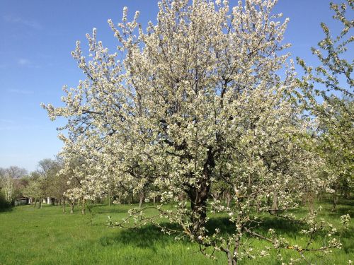 tree cherry fruit