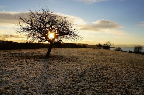 tree winter trees snow