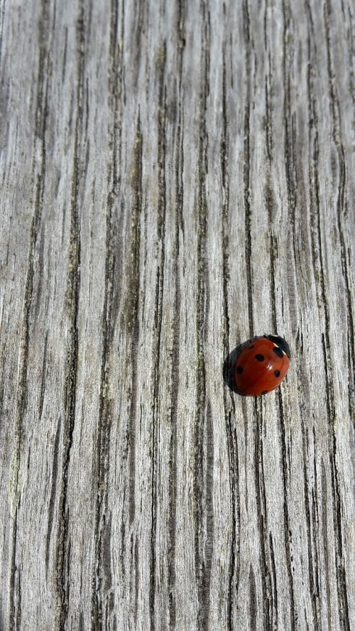 tree invoice ladybug