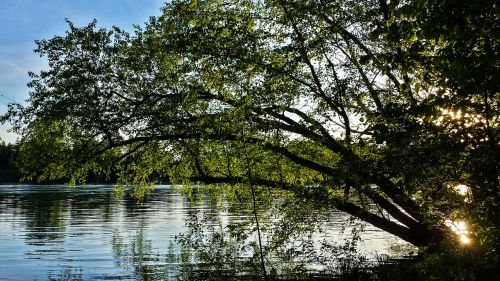 tree sunset water reflection