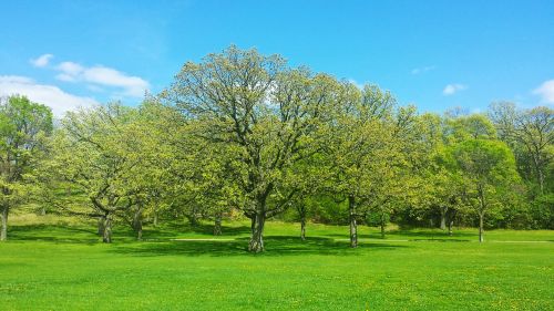 tree spring nature