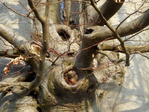 tree bush nature