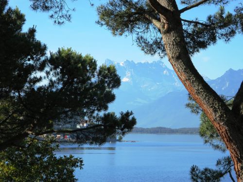 tree mountains lake geneva