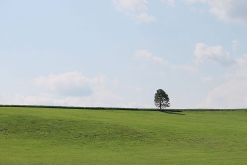 tree green sky