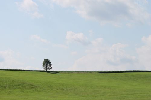 tree green sky