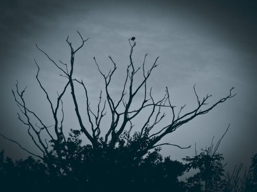 tree gloomy mood
