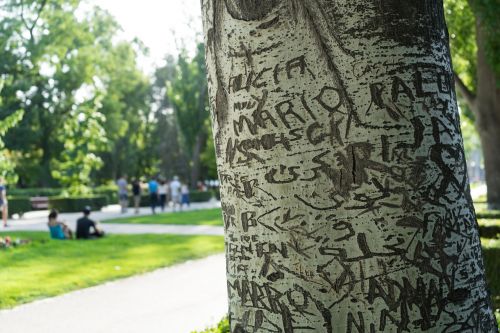 tree love romantic