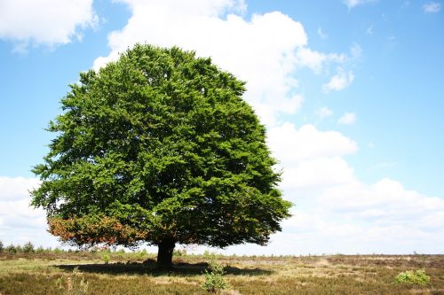 tree lonely summer