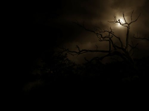 tree night moon