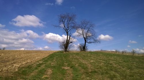 tree field sky