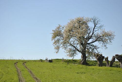 tree nature landscape