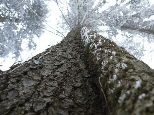 tree sky landscape