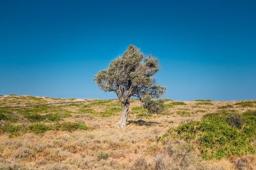 tree arid desert