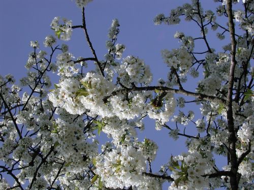 tree cherry blossom spring