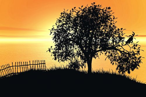 tree landscape sunset