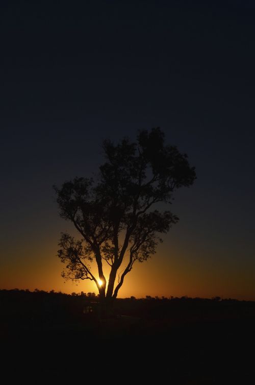 tree sunset silhouette