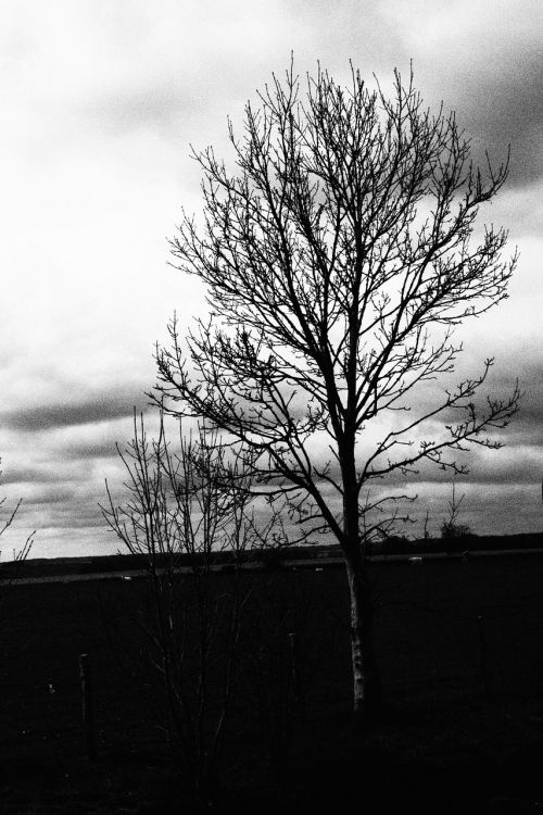 tree shadow black and white