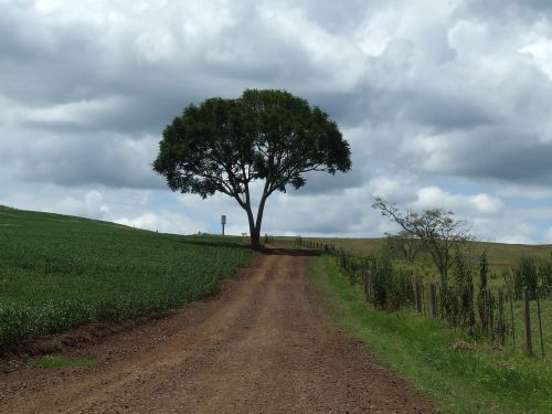tree road landscape