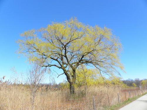 tree nature spring