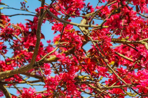 tree priroda a branch