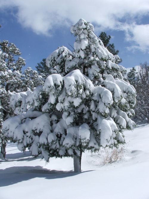 tree pine tree snow