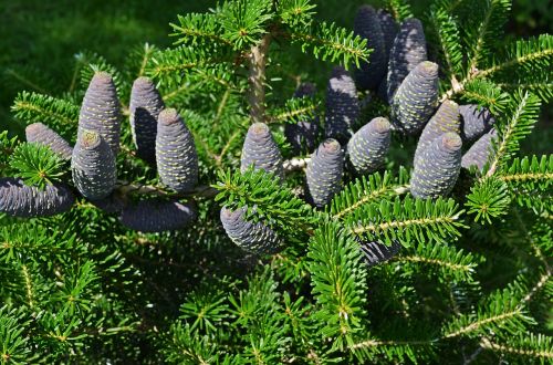 tree cones needles