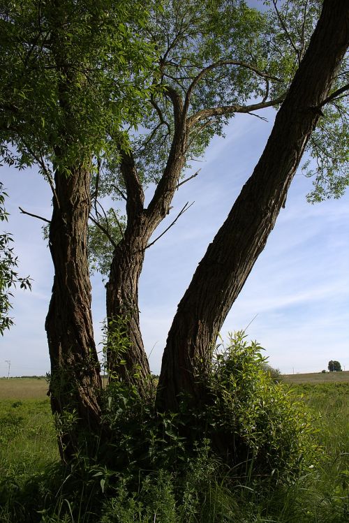 tree log pasture