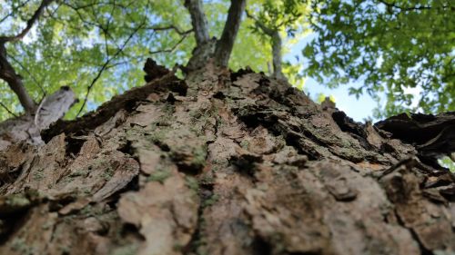 tree looking up canopy