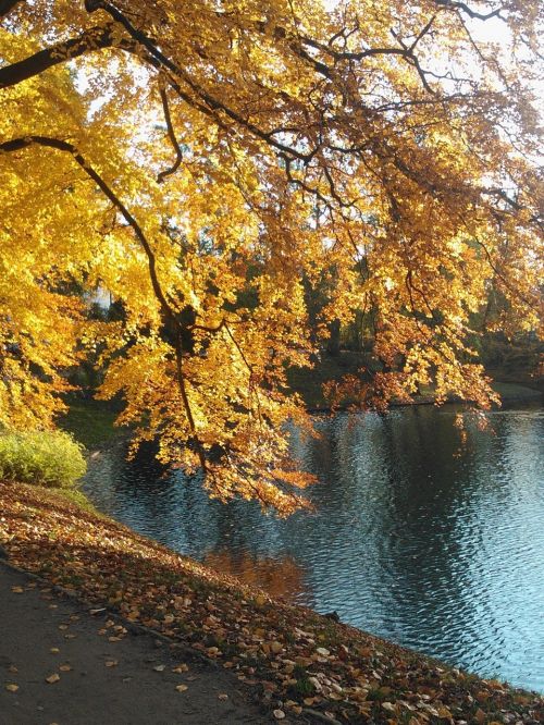 tree autumn water