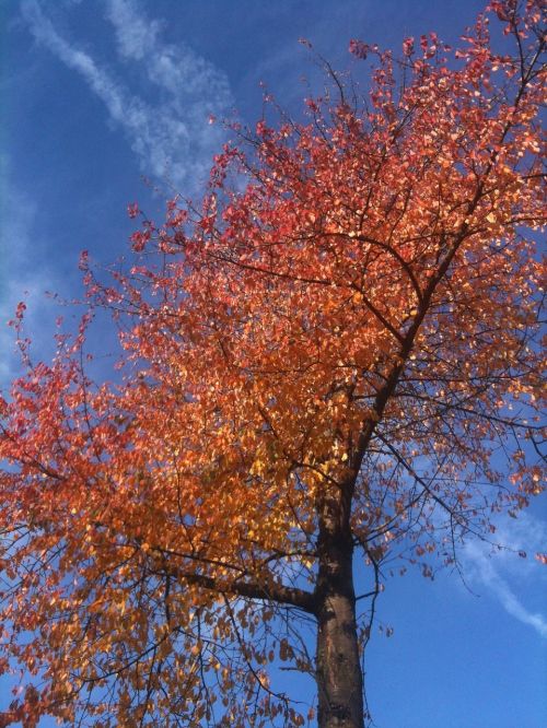 tree leaves sky