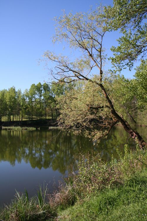 tree lake nature