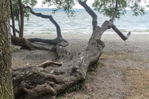 tree lake nature