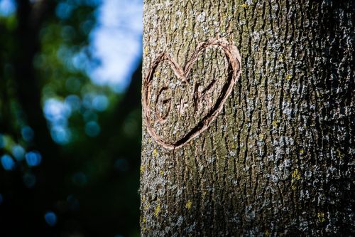 tree bark heart