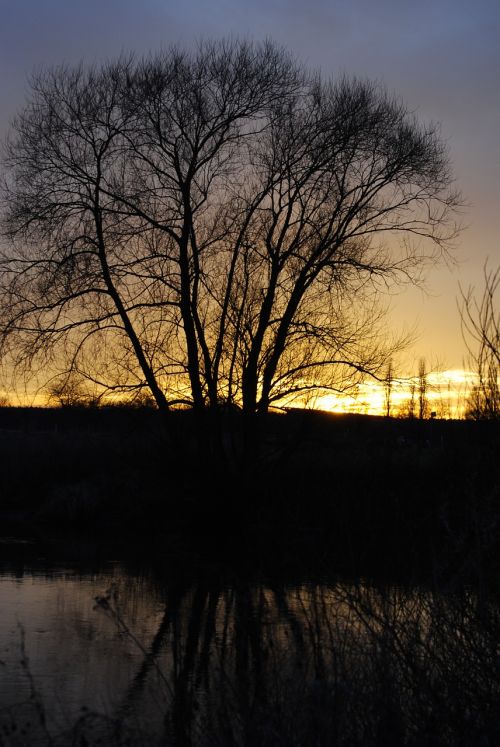 tree twilight sunset