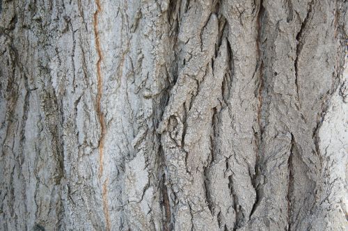 tree bark structure