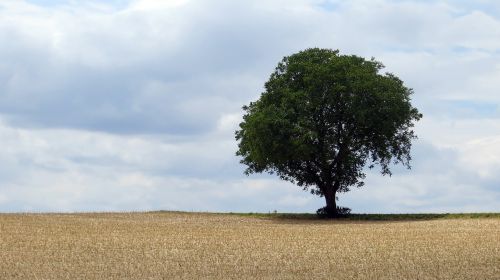 tree field contrast