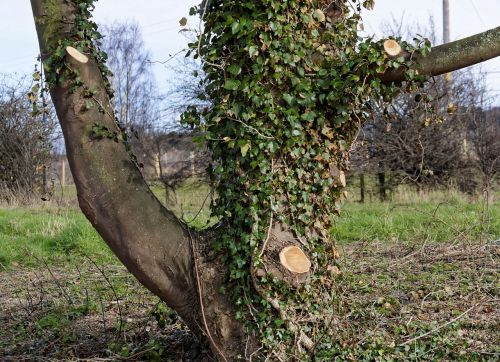 tree tree surgeon nature